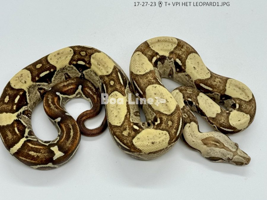 T+ VPI HET LEOPARD